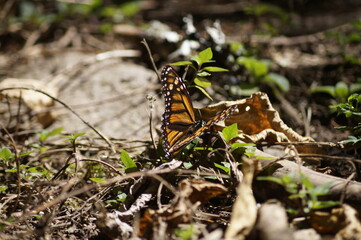 Mariposas Monarca