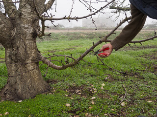 Gardener pruning fruit trees with pruning shears.