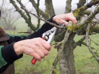 woman pruning bushes, gardening concept