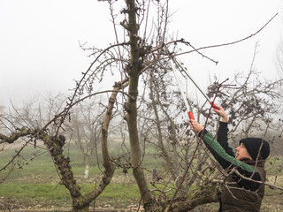 woman pruning bushes, gardening concept