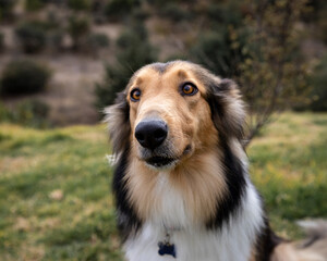 head shot of beautiful collie dog