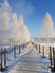 Trees in white hoarfrost along a path