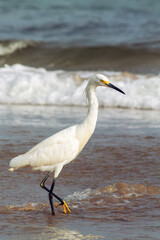 pelican bird walking on the beach in the water with waves landscape vacation ecuador montañita latin america