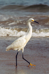 pelican bird walking on the beach in the water with waves landscape vacation ecuador montañita latin america