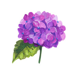purple Hydrangea. Hand drawn acrylic or gouache illustration on white