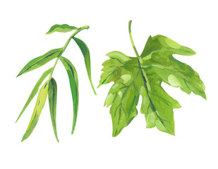Set of gouache or acrilic realistic green maple and willow leaves