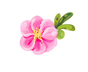 Pink cinquefoil. Hand drawn acrylic or gouache illustration on white