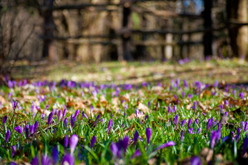 purple crocus flowers in spring. beautiful nature scenery on a sunny day