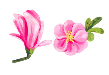 Pink cinquefoil and magnolia. Hand drawn acrylic or gouache illustration on white