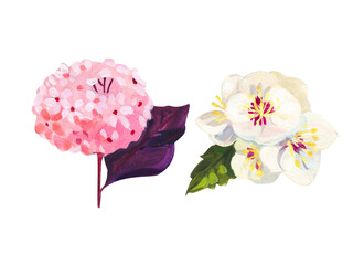 pink Hydrangeaand white cherry flower. Hand drawn acrylic or gouache illustration on white