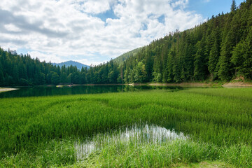 high altitude mountain lake among the forest. spruce trees on the shore. beautiful nature scenery on a sunny day.
