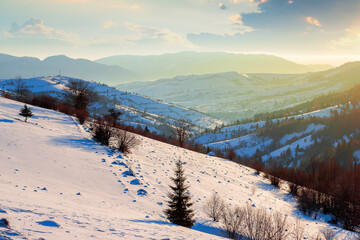 Fototapeta na wymiar winter rural landscape at sunrise. trees and fields on snow covered hills. mountain ridge in the distance beneath a bright blue sky with clouds