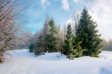 spruce forest on a misty morning. beautiful landscape in winter. misty weather with bright sky. hillside covered in snow