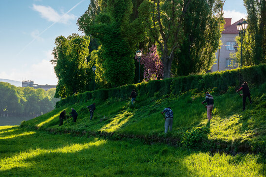 group of people scything the grass on a hump. lawn mowing in an old-school way on a sunny morning in springtime. location kyiv embankment in uzhgorod
