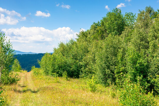 young forest on the meadow in mountains. summer nature scenery with range of trees beneath a blue sky with fluffy clouds in summer