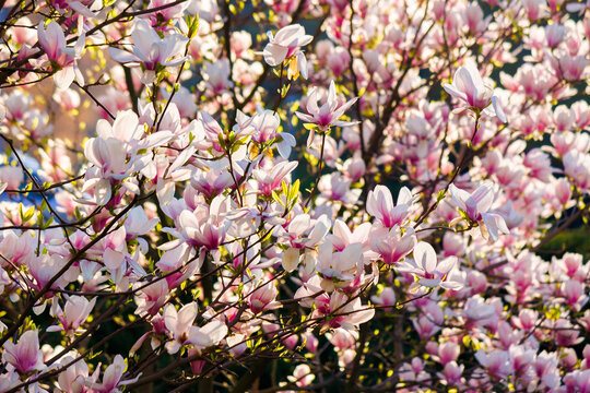 pink magnolia blossoms in morning light. beautiful nature background in springtime. bright sunny day. harmony concept