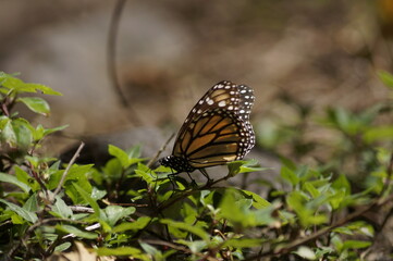 Mariposas Monarca