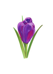 Purple crocus. Hand drawn acrylic or gouache illustration on white