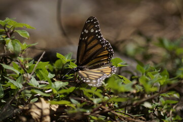 Mariposas Monarca