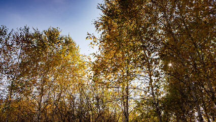 Autumn trees against the sky, beautiful background
