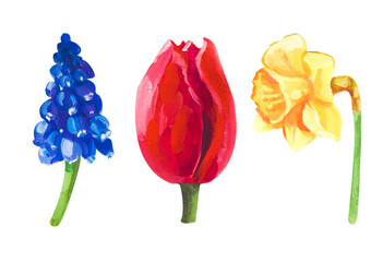 Yellow narcissus, red tulip and blue muscari. Hand drawn acrylic or gouache illustration on white