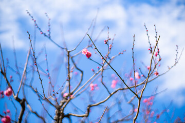 japan landscapes