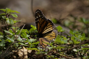 Mariposas Monarca