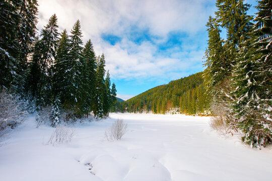 frozen mountain lake among spruce forest. beautiful winter landscape on a sunny day