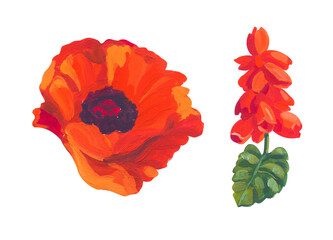 red salvia and poppy. Hand drawn acrylic or gouache illustration on white