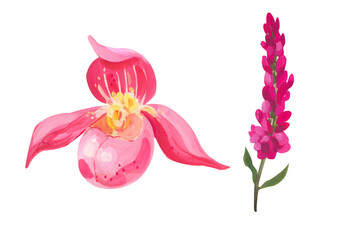 pink veronica and orchid. Hand drawn acrylic or gouache illustration on white