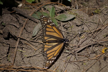 Mariposas Monarca