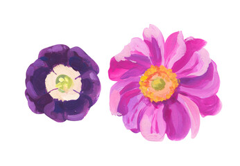 pink anemone and primrose. Hand drawn acrylic or gouache illustration on white