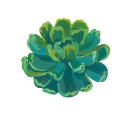 Green succulent. Hand drawn acrylic or gouache illustration on white