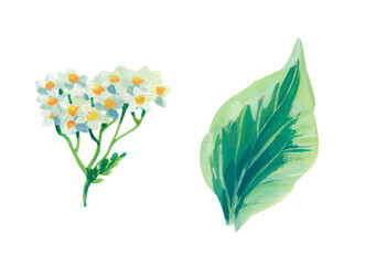 Hand painted acrylic or gouache floral elements set on white