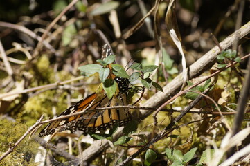 Mariposas Monarca