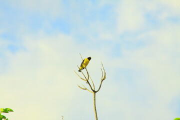 hermoso pájaro luis gordicuello amarillo con negro en el árbol y el cielo azul de fondo 