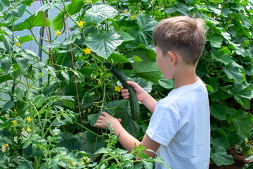 A little boy in a white t-shirt picks a cucumber that has grown in a greenhouse.