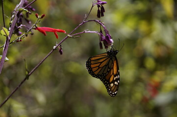 Mariposas Monarca
