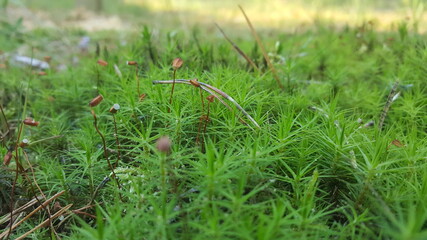 green grass in the garden