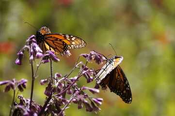 Mariposas Monarca