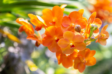 Orchid flower in the garden. Vanda Orchidaceae.