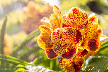 Orchid flower in the garden. Vanda Orchidaceae.