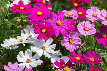 Cosmos or Mexican Aster flower in garden.