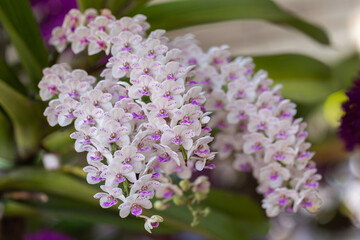 Orchid flower in the garden. Rhynchostylis Orchidaceae.