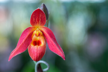 Orchid flower in the garden. Paphiopedilum Orchidaceae. or Lady's Slipper.