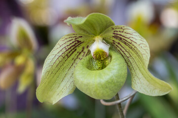 Orchid flower in the garden. Paphiopedilum Orchidaceae. or Lady's Slipper.