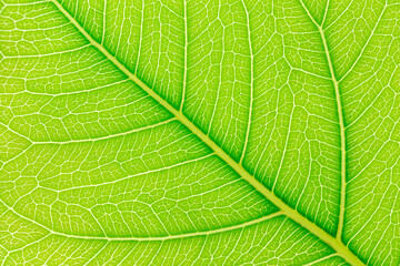 Leaf texture or leaf background
