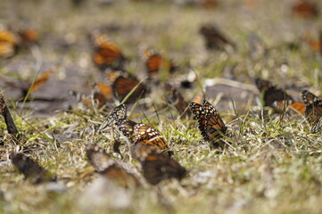 Mariposas Monarca