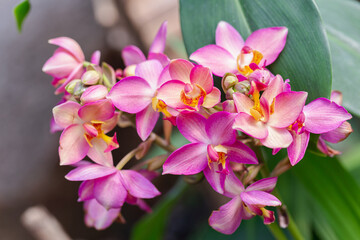 Orchid flower in the garden.
