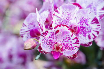 Fototapeta na wymiar Orchid flower in the garden. Phalaenopsis Orchidaceae.